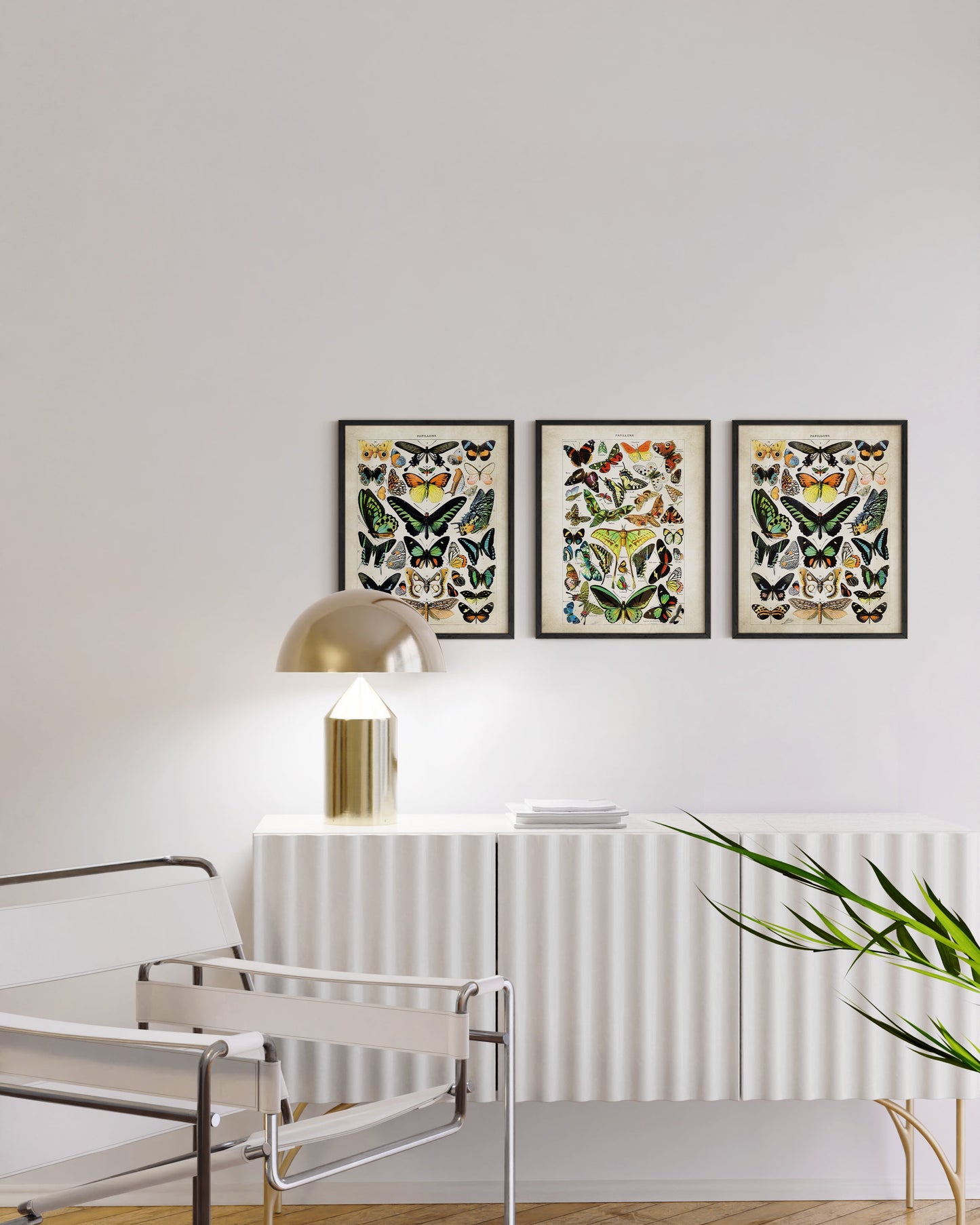 Adolphe Millot Butterfly Collection: A Captivating Display of Nature's Beauty (3pc)