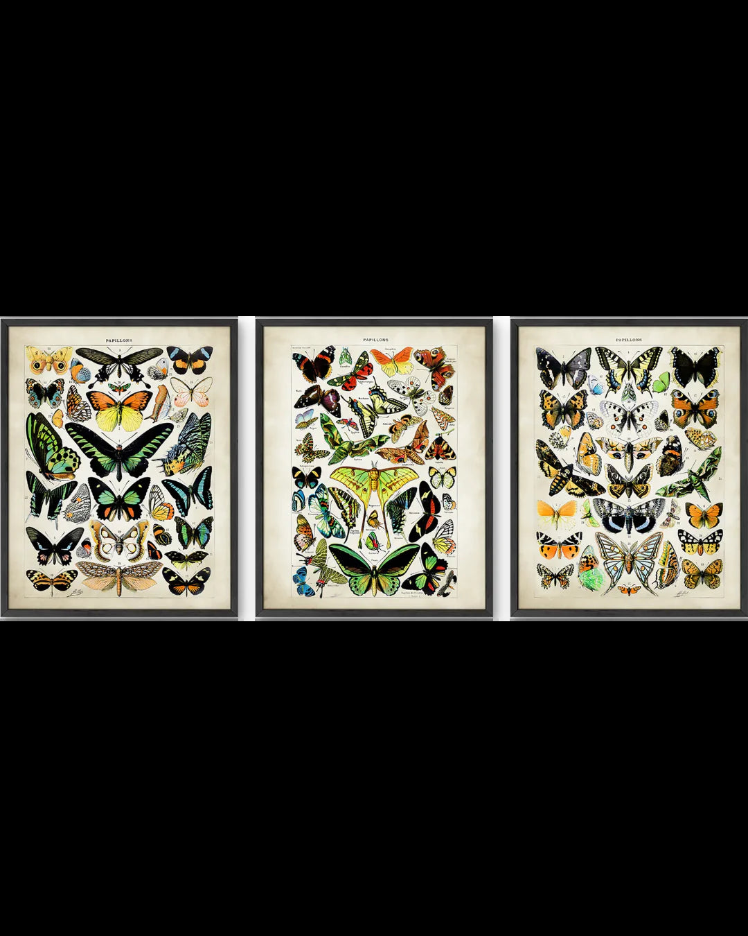 Adolphe Millot Butterfly Collection: A Captivating Display of Nature's Beauty (3pc)
